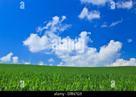 Wolken und Grünland Stockfoto