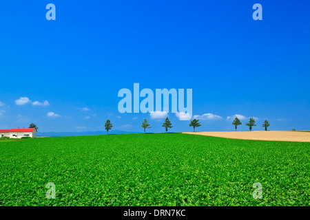 Sieben Bäume stehen im Grünland Stockfoto