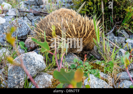 Ein australischer Ameisenigel, stachelige Ameisenbär Futter für Insekten Stockfoto