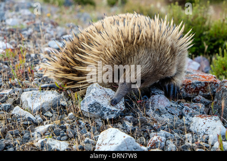 Ein australischer Ameisenigel, stachelige Ameisenbär Futter für Insekten Stockfoto