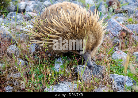 Ein australischer Ameisenigel, stachelige Ameisenbär Futter für Insekten Stockfoto