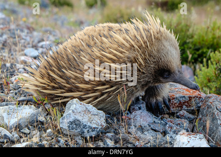 Ein australischer Ameisenigel, stachelige Ameisenbär Futter für Insekten Stockfoto