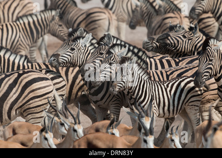 Zebras an einer Wasserstelle im Etosha National Park. Stockfoto