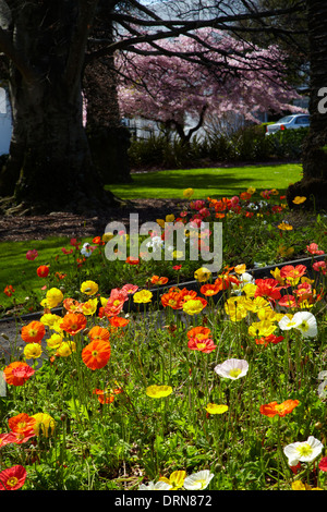 Mohn und Blüte, Anzac Park, Nelson, Südinsel, Neuseeland Stockfoto