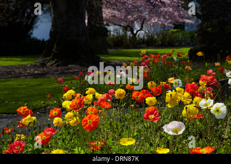 Mohn und Blüte, Anzac Park, Nelson, Südinsel, Neuseeland Stockfoto