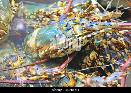 Fangfrisch gemeinsame Hummer im Markt Stockfoto