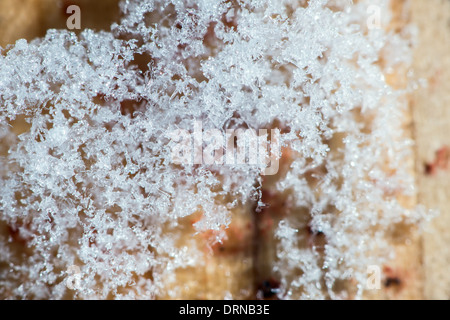 Nahaufnahme, Schnee und Schneeflocken Stockfoto