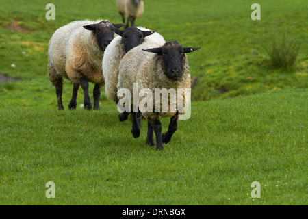 Schafe in der Nähe von Wakefield, in der Nähe von Nelson, Südinsel, Neuseeland Stockfoto