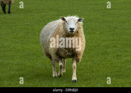 Schafe in der Nähe von Wakefield, in der Nähe von Nelson, Südinsel, Neuseeland Stockfoto