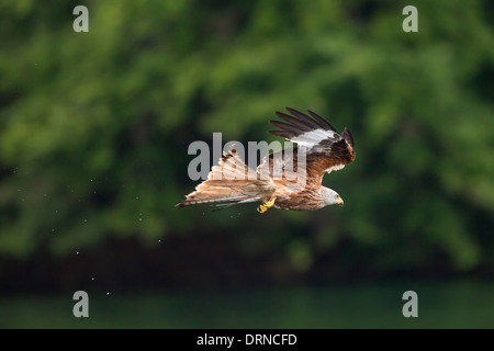 Milvus Milvus Red Kite Roter Milan fliegenden Rotmilan Stockfoto