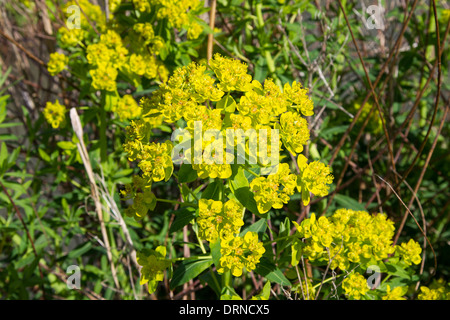 Euphorbia Palustris Sumpf-Wolfsmilch Sumpf-Wolfsmilch Stockfoto