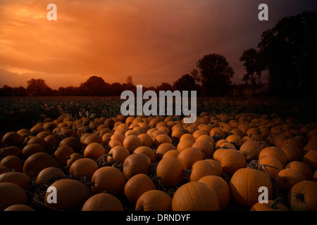 Feld voller orange Kürbisse im Morgengrauen in goldenes Licht, Bäume am Horizont, Kent, Großbritannien Stockfoto