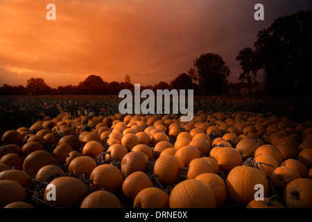 Feld voller orange Kürbisse im Morgengrauen in goldenes Licht, Bäume am Horizont, Kent, Großbritannien Stockfoto