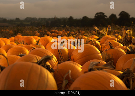 Feld voller orange Kürbisse im Morgengrauen in goldenes Licht, Bäume am Horizont, Kent, Großbritannien Stockfoto