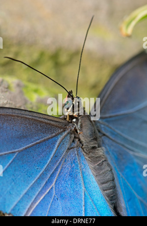 Blue Morpho Butterfly: Morpho Peleides. Zeigt Blau schillern auf Flügel Stockfoto