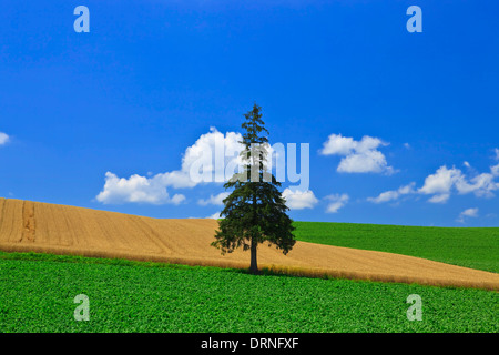 Weihnachtsbaum auf dem Gebiet der grünen in Biei Stockfoto