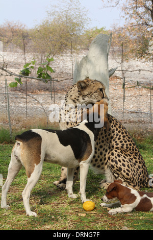 Hund leckt Gesicht eines Geparden in ein Gepard Heiligtum, Namibia, Afrika. Stockfoto