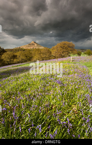 Blaue Glocken und schweren Himmel, Nähe Topping, North Yorkshire, England Stockfoto