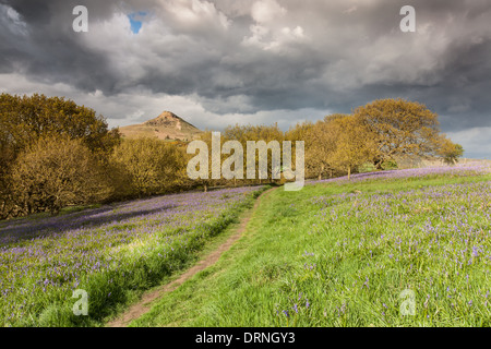 Blaue Glocken und schweren Himmel, Nähe Topping, North Yorkshire, England Stockfoto