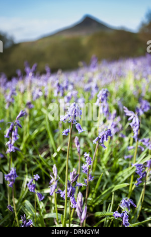 Blaue Glocken und schweren Himmel, Nähe Topping, North Yorkshire, England Stockfoto