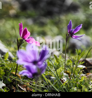 Wilde Anemonen auf grünem Hintergrund. Rosa und lila Blüten im Fokus mit Vordergrund Blumen weichen/verschwommen. Stockfoto