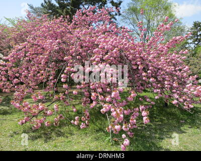 (Datei) - eine Archiv Bild, datiert 21. April 2013, zeigt eine farbenfrohe Kirschblüte Baum Blüte in einem Park des alten Kaiserpalastes Gosho in Kyoto, Japan. Foto: Peter Jaehnel - kein Draht-Dienst- Stockfoto