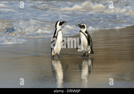 Afrikanische Pinguine am Strand auf False Bay, Südafrika mit dem Atlantischen Ozean im Hintergrund. Stockfoto