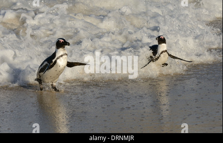 Afrikanische Pinguine am Strand auf False Bay, Südafrika mit dem Atlantischen Ozean im Hintergrund. Stockfoto