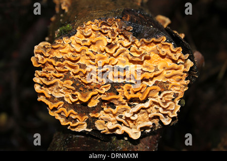 Haarige Stereum alias Hairy Curtain Crust, falsche Türkei Schwanz Stereum hirsutum Stockfoto