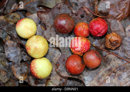 Sammlung von Eiche Kirsche Galls verursacht durch A Tiny Gall Wasp Cynips quercusfolii Stockfoto