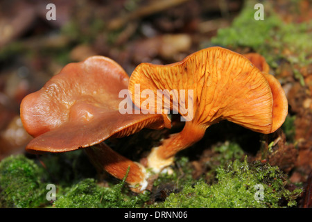 Gemeinsame Rustgill aka schuppige Rustgill Gymnopilus penetrans Stockfoto