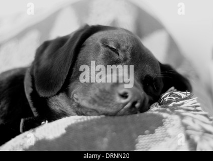 Ein Foto von einem jungen schwarzen Labrador schlafen Stockfoto