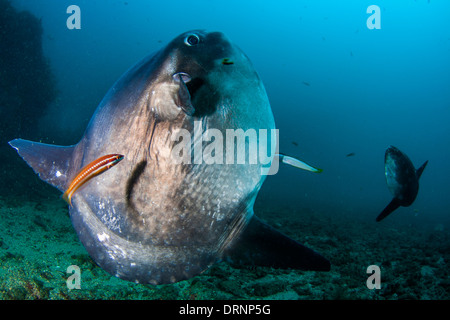 Mondfisch (Mola Mola) ist eine seltene und enorme Fisch in unseren Meeren und Ozeanen Stockfoto
