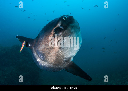 Mondfisch (Mola Mola) ist eine seltene und enorme Fisch in unseren Meeren und Ozeanen Stockfoto