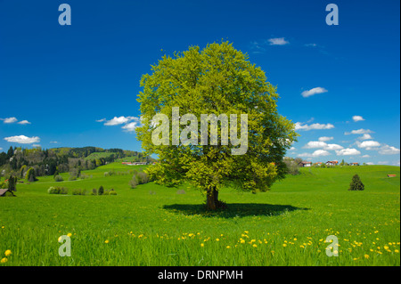 Single big Buche in der Wiese im Sommer Stockfoto