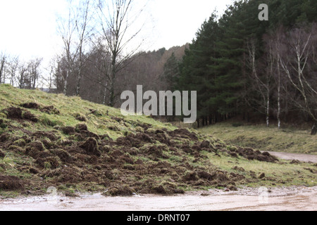 Wildschwein-Schäden im Forest of Dean. Stockfoto