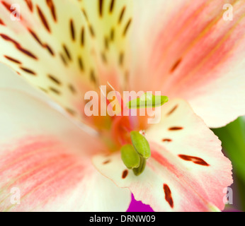 Hintergrund aus einer Orchidee mit Tau hautnah Stockfoto