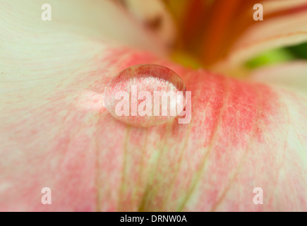 Hintergrund aus einer Orchidee mit Tau hautnah Stockfoto