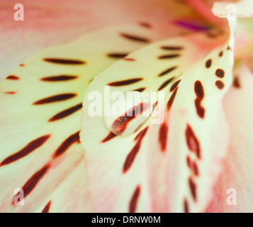 Hintergrund aus einer Orchidee mit Tau hautnah Stockfoto