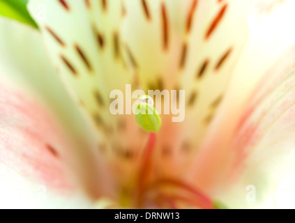 Hintergrund aus einer Orchidee mit Tau hautnah Stockfoto