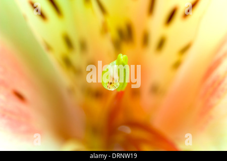 Hintergrund aus einer Orchidee mit Tau hautnah Stockfoto