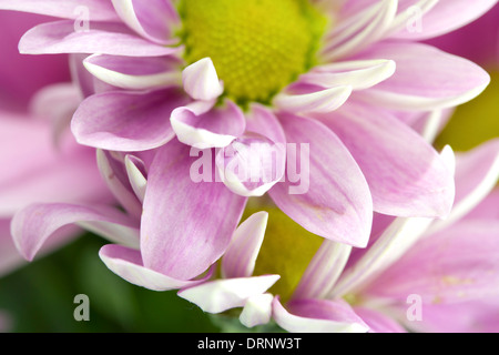 Hintergrund von eine Chrysantheme mit Tau hautnah Stockfoto