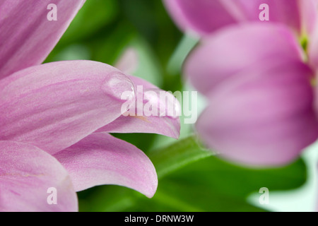 Hintergrund von eine Chrysantheme mit Tau hautnah Stockfoto