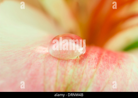 Hintergrund aus einer Orchidee mit Tau hautnah Stockfoto