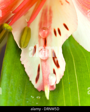 Hintergrund aus einer Orchidee mit Tau hautnah Stockfoto