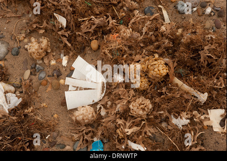 Strand Verschmutzung an Spurn Point. Stockfoto