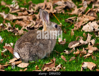 Europäischen Wildkaninchen (Oryctolagus Cuniculus), UK Stockfoto