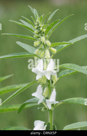 Sesam-Blume Stockfoto