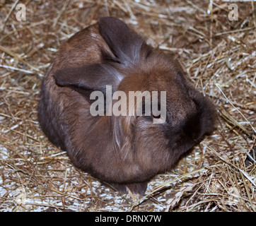Braun gefärbt Löwenkopf Kaninchen, UK Stockfoto