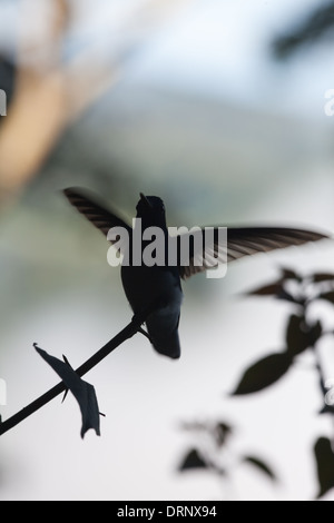 Weiß-necked Jakobiner Kolibri (Florisuga Mellivora). Ausgebreiteten Flügeln, aussteigen. Silhouette. Costa Rica. Stockfoto